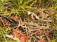 Utricularia lateriflora