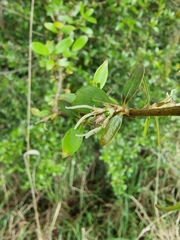 Coprosma ×cunninghamii