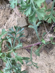 Artemisia capillaris