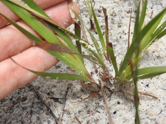 Xyris complanata