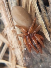 Dysdera