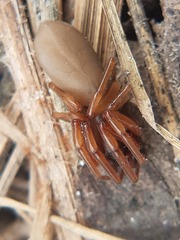 Dysdera