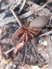 Dysdera
