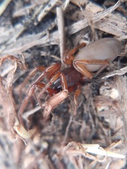 Dysdera