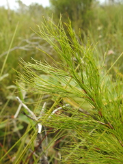 Baloskion tetraphyllum