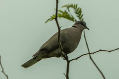 Streptopelia capicola