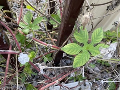 Ipomoea pes-tigridis