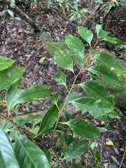 Diospyros morrisiana