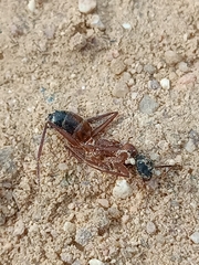 Camponotus xerxes