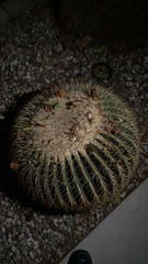 Kroenleinia grusonii