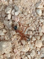 Camponotus xerxes