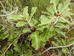 Banksia robur