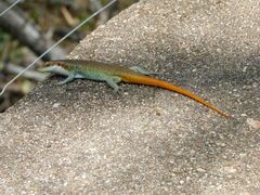 Trachylepis margaritifera