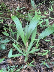 Calanthe formosana