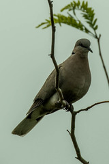 Streptopelia capicola