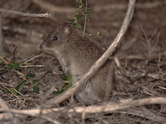 Potorous tridactylus