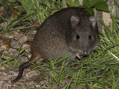 Potorous tridactylus