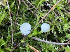 Mycena filopes