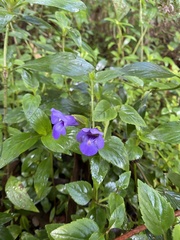 Torenia asiatica