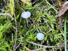 Mycena filopes