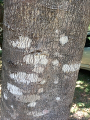 Elaeodendron croceum