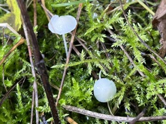 Mycena filopes