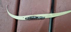 Spodoptera litura