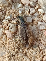 Lagria hirta