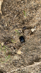 Timarcha tenebricosa
