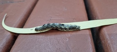 Spodoptera litura