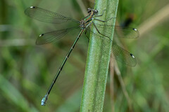 Chlorolestes tessellatus