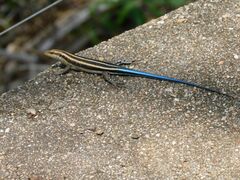 Trachylepis margaritifera