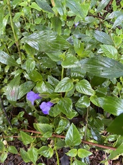 Torenia asiatica