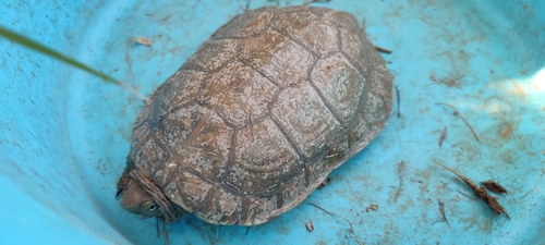 Mediterranian Turtle, Mauremys leprosa