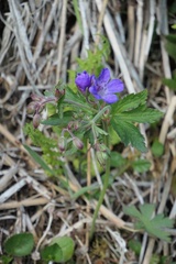 Geranium pratense