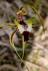 Caladenia dilatata
