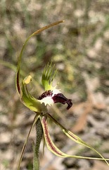 Caladenia dilatata