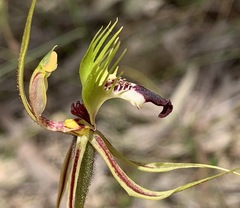 Caladenia dilatata