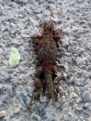 Iguanidae