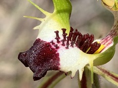 Caladenia dilatata
