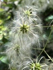 Clematis aristata