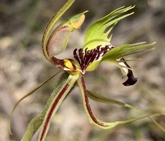 Caladenia dilatata