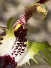 Caladenia dilatata