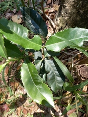 Elaeodendron croceum