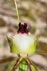 Caladenia dilatata