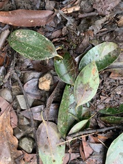 Cinnamomum