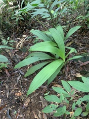 Calanthe lyroglossa