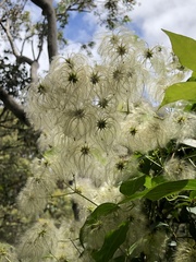 Clematis aristata