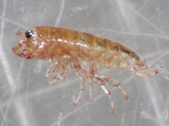 Arcitalitrus sylvaticus