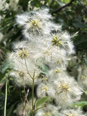 Clematis aristata